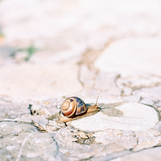 What is Snail Mucin Made Of? 