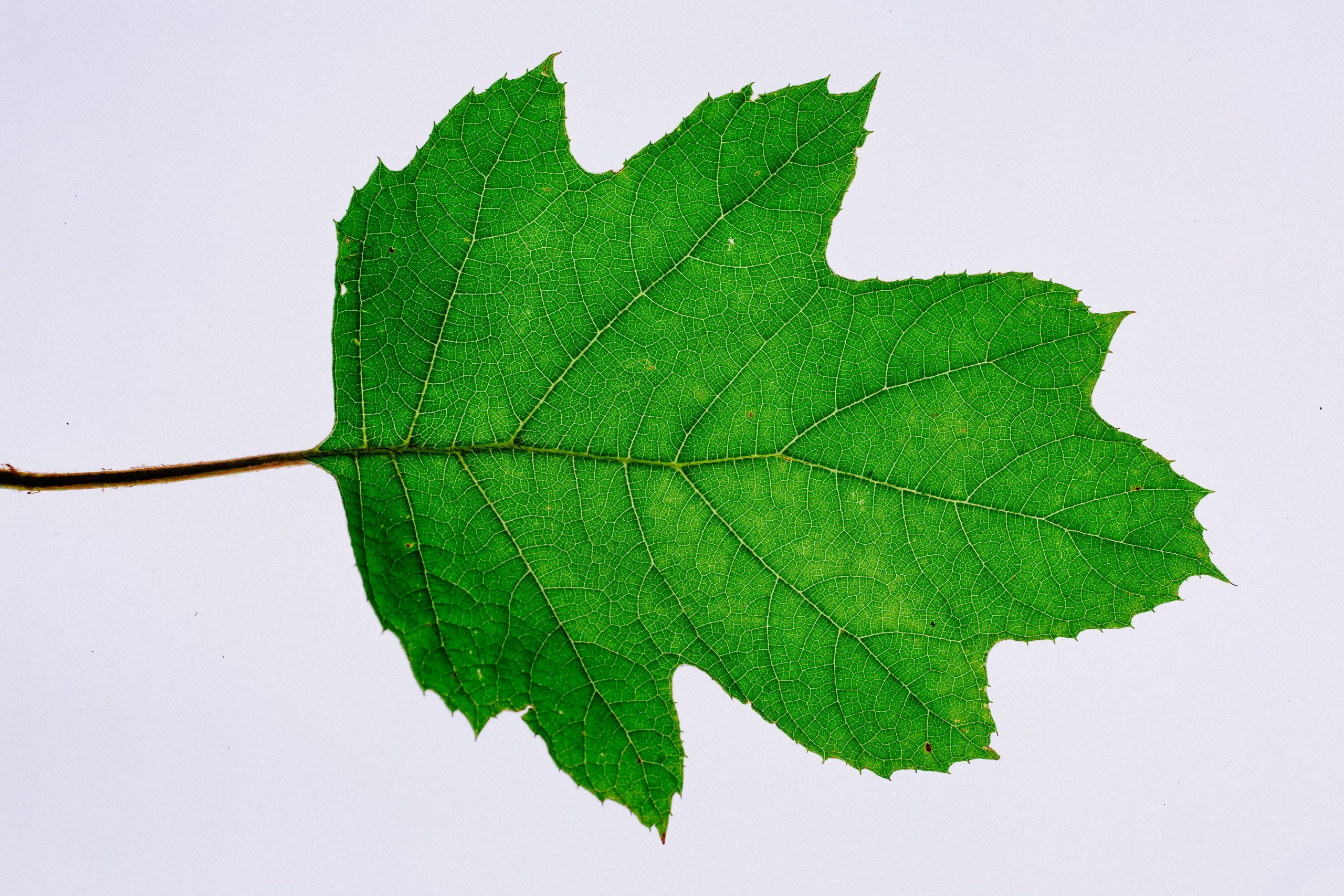 Maple leaf extract